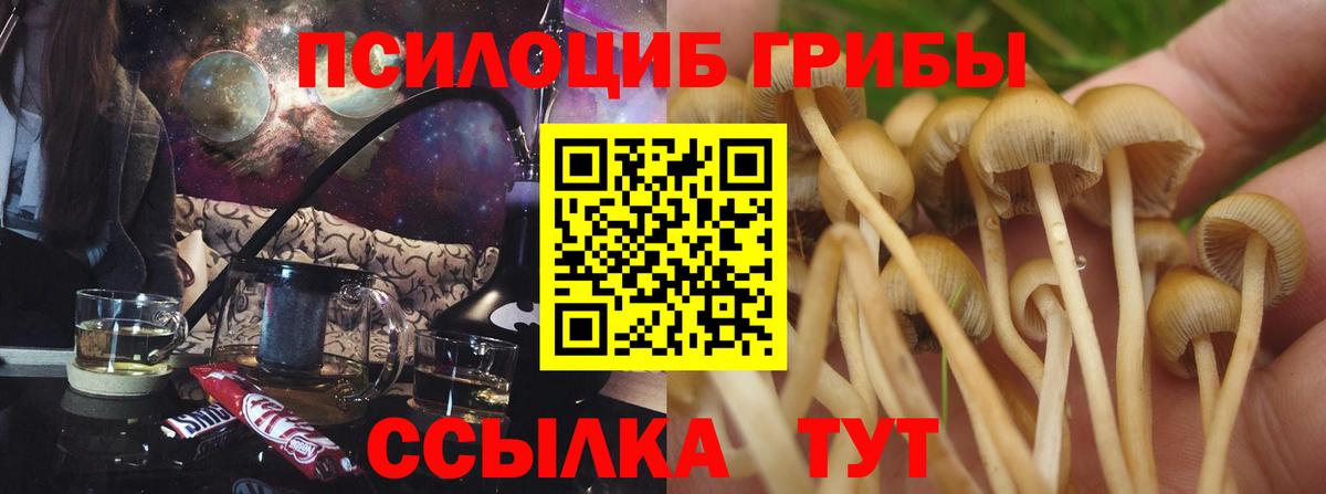 Галлюциногенные грибы Psilocybe Георгиевск